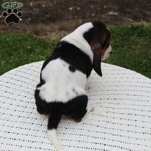 Barney, Basset Hound Puppy